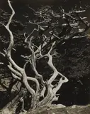 Edward Weston, Cypress, Point Lobos, 1938, Gelatin silver print