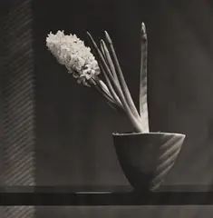 Robert Mapplethorpe, Hyacinth, 1986-1987, Photogravure