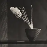 Robert Mapplethorpe, Hyacinth, 1986-1987, Photogravure