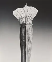 Robert Mapplethorpe, Jack in the Pulpit, 1988, Gelatin silver print, printed 1988