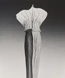 Robert Mapplethorpe, Jack in the Pulpit, 1988, Gelatin silver print, printed 1988