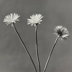 Robert Mapplethorpe, African Daisy, 1982, Gelatin silver print, printed 1982