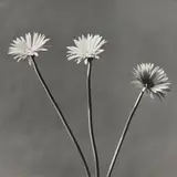 Robert Mapplethorpe, African Daisy, 1982, Gelatin silver print, printed 1982