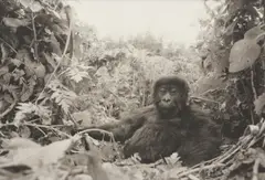Peter Beard, One year old Mt. gorilla in Rwanda (before the genocide) for The End of the Game, 1984, Platinum print, printed later by William Ingram