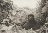Peter Beard, One year old Mt. gorilla in Rwanda (before the genocide) for The End of the Game