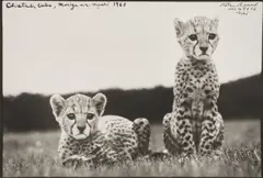 Peter Beard, Cheetah Cubs, Mweiga nr. Nyeri, 1968, Gelatin silver print, executed later