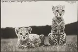 Peter Beard, Cheetah Cubs, Mweiga nr. Nyeri, 1968, Gelatin silver print, executed later
