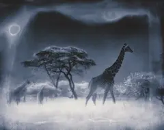 Nick Brandt, Giraffe under Blue Moon, Serengeti, 2000, Toned archival pigment print