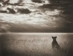 Nick Brandt, Lioness Looking out over Plain, Maasai Mara, 2004, Archival pigment print