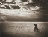 Nick Brandt, Lioness Looking out over Plain, Maasai Mara, 2004, Archival pigment print
