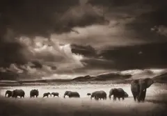 Elephant Herd, Serengeti by Nick Brandt, 2000, Archival pigment print, sold Apr 2026