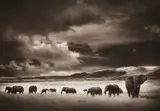 Nick Brandt, Elephant Herd, Serengeti