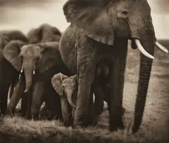 Elephant Mother and Two Babies by Nick Brandt, 2002, Archival pigment print, sold Apr 2026