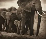 Nick Brandt, Elephant Mother and Two Babies