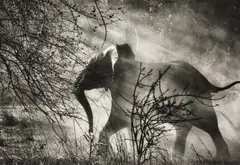 Elephant (against light), Kafue National Park, Zambia by Sebastião Salgado, 2010, Gelatin silver print, sold Apr 2026