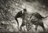 Sebastião Salgado, Elephant (against light), Kafue National Park, Zambia, 2010, Gelatin silver print