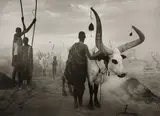 Sebastião Salgado, Dinka Group at Pagarau Cattle Camp, Southern Sudan, Africa, 2006, Gelatin silver print