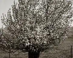 Robert Adams, Near Heber City, Utah, 1978, Gelatin silver print, printed no later than 1990
