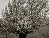 Robert Adams, Near Heber City, Utah, 1978, Gelatin silver print, printed no later than 1990