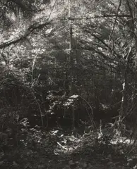 Robert Adams, Cape Blanco, Curry County, Oregon, 1999, Gelatin silver print, printed 2000