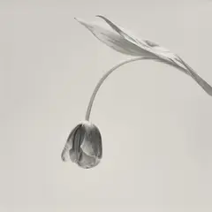 Tulip by Robert Mapplethorpe, 1984, Gelatin silver print, printed 1984, sold Apr 2026