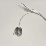 Robert Mapplethorpe, Tulip, 1984, Gelatin silver print, printed 1984