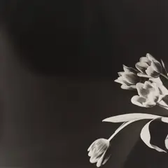 Robert Mapplethorpe, Tulips, 1977, Gelatin silver print, printed 1977