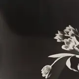 Robert Mapplethorpe, Tulips