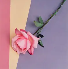 Robert Mapplethorpe, Rose, 1987, Dye transfer print, flush-mounted