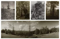 Josef Sudek, Selected Images of Mionší Landscapes, circa 1952-1970, Five gelatin silver prints
