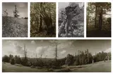 Josef Sudek, Selected Images of Mionší Landscapes, circa 1952-1970, Five gelatin silver prints