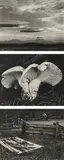 Edward Weston, Selected Images