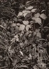 Ansel Adams, Trailside, near Juneau, Alaska, 1947, Gelatin silver print from Portfolio One , printed 1948