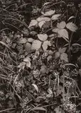 Ansel Adams, Trailside, near Juneau, Alaska, 1947, Gelatin silver print from Portfolio One , printed 1948