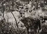 Sebastião Salgado, Fawn, Kafue National Park, Zambia