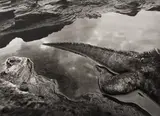 Sebastião Salgado, Marine Iguana, Rábida Island, the Galápagos
