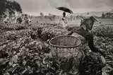 Sebastião Salgado, Tea Picking in the Hills of the Gisakura Plantation, Rwanda