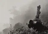Sebastião Salgado, Ubumwe (silverback mountain gorilla - leader of the Amahoro group) in Mist over the Forest of the Bisoke Volcano, Rwanda
