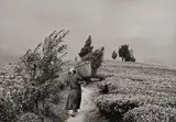 Sebastião Salgado, Gisovu Tea Plantation, Rwanda