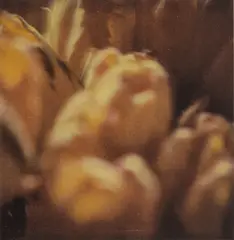 Cy Twombly, Tulips (VIII), 1985, dry print on card