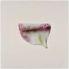Cj Hendry, Lenton Rose, 2020, color pencil on paperboard