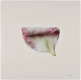 Cj Hendry, Lenton Rose, 2020, color pencil on paperboard
