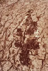 Ana Mendieta, Untitled (Silueta Series), 1978, lifetime color photograph