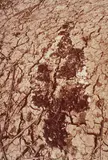 Ana Mendieta, Untitled (Silueta Series)