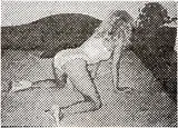 Sigmar Polke, Untitled