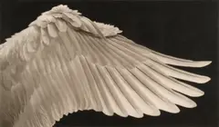 Robert Longo, Study of Swan's Wing (Right), 2020, ink and charcoal on vellum