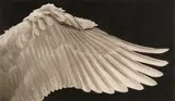 Robert Longo, Study of Swan's Wing (Right)