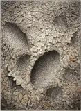 Chun Kwang Young, Aggregation 06-AU034, 2006, mixed media with Korean mulberry paper
