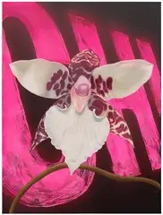 Chino Amobi, Untitled, 2022, oil and acrylic on canvas