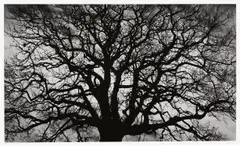 Untitled (Tree) by Robert Longo, 2018, Archival pigment print, on wove paper, with full margins, sold Feb 2025